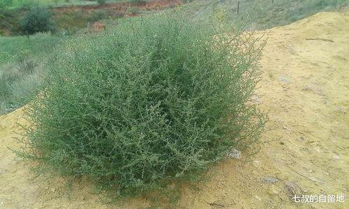 风滚草,沙漠中的生命奇迹与生态智慧